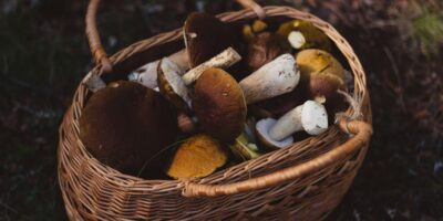 Jesienne przepisy z grzybam, 10 pomysłów na aromatyczne dania